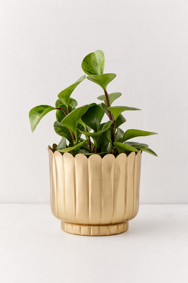 Slide View: 1: Viola Metal Planter