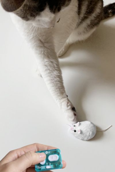 mouse remote control cat toy