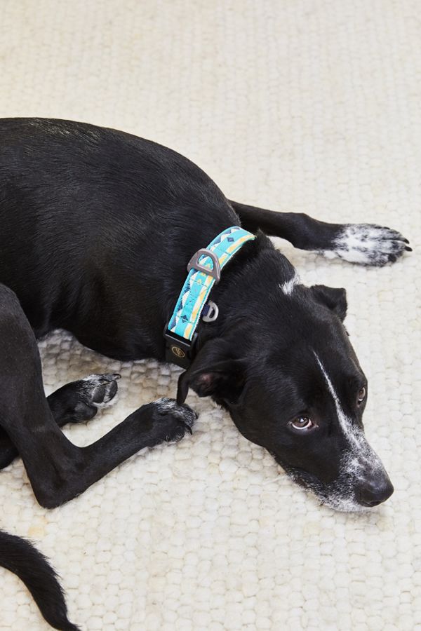 Slide View: 1: United By Blue Dog Collar