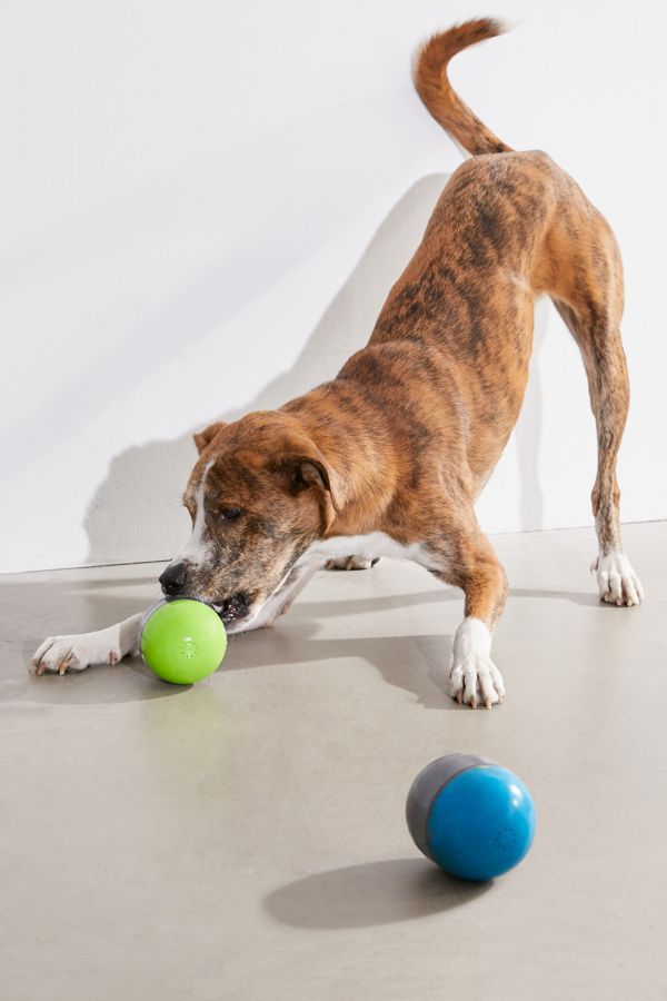 Slide View: 1: PetSafe Ricochet Dog Toy Set