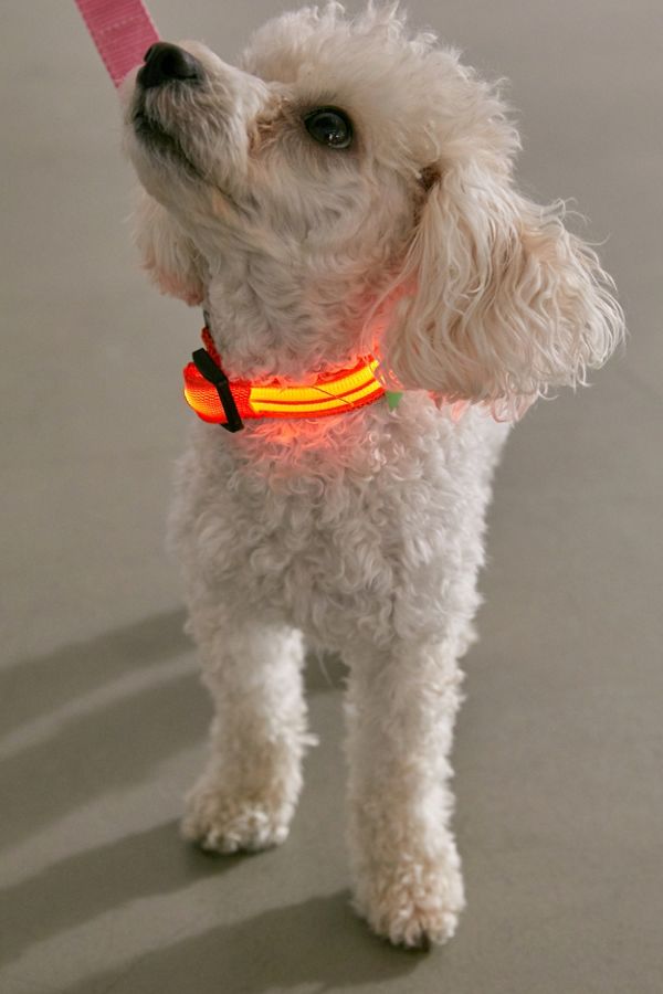Slide View: 1: Illumiseen LED Dog Collar