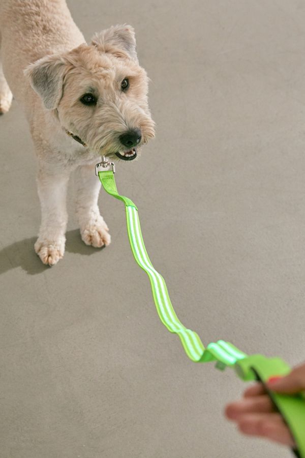 Slide View: 1: Illumiseen LED 4 ft Dog Leash