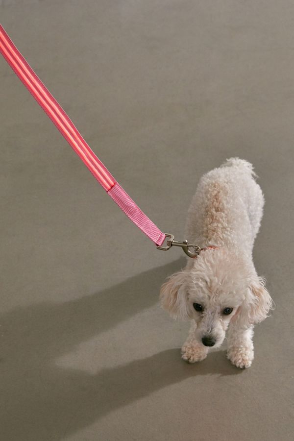 Slide View: 2: Illumiseen LED 4 ft Dog Leash