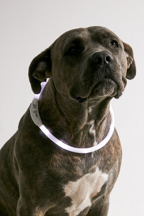 Slide View: 1: Illumiseen LED Dog Collar Necklace