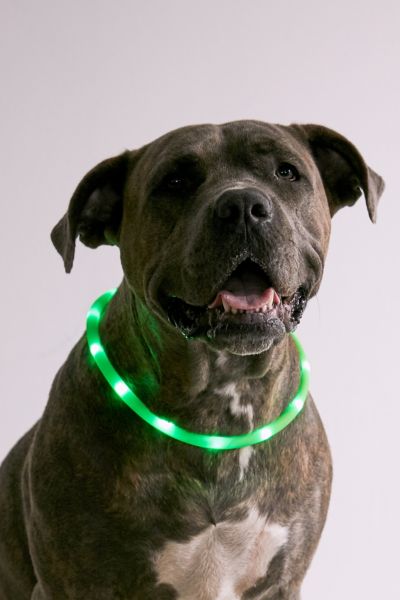 Illumiseen LED Dog Collar Necklace | Urban Outfitters