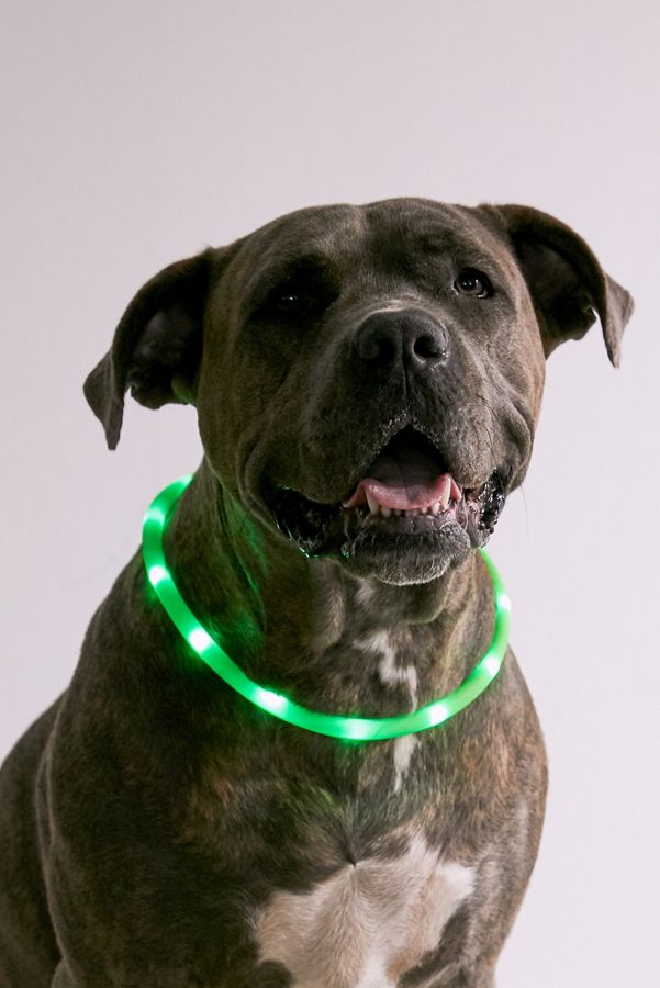 Slide View: 1: Illumiseen LED Dog Collar Necklace