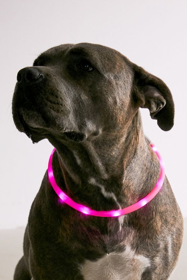 Slide View: 1: Illumiseen LED Dog Collar Necklace