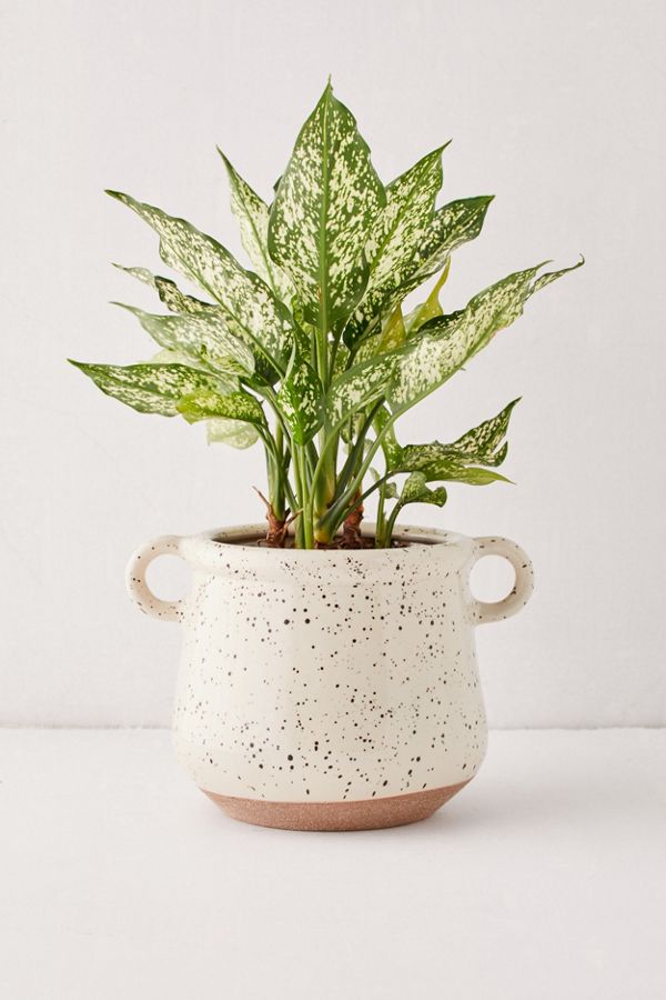 Slide View: 1: Kiera Speckled Ceramic 6” Planter