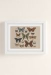 Thumbnail View 2: Jessica Roux Butterflies And Moth Specimens Art Print