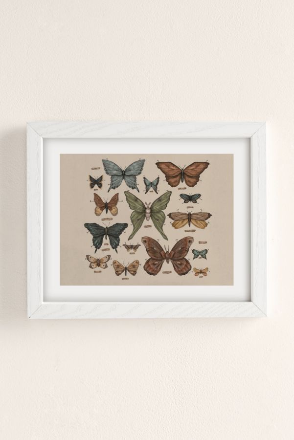 Slide View: 2: Jessica Roux Butterflies And Moth Specimens Art Print