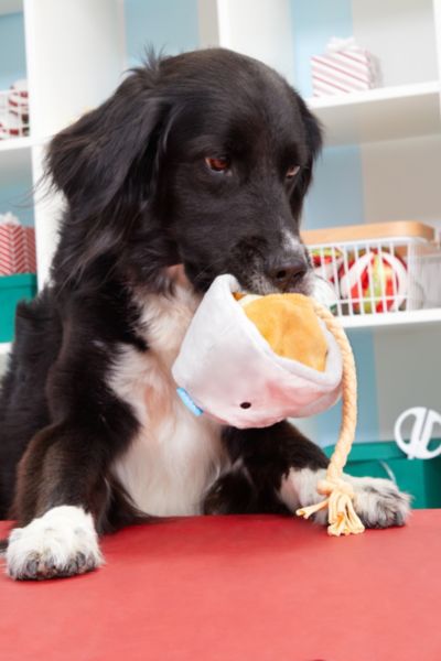 bark brew dog toy