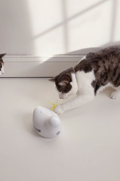 peek a bird electronic cat toy