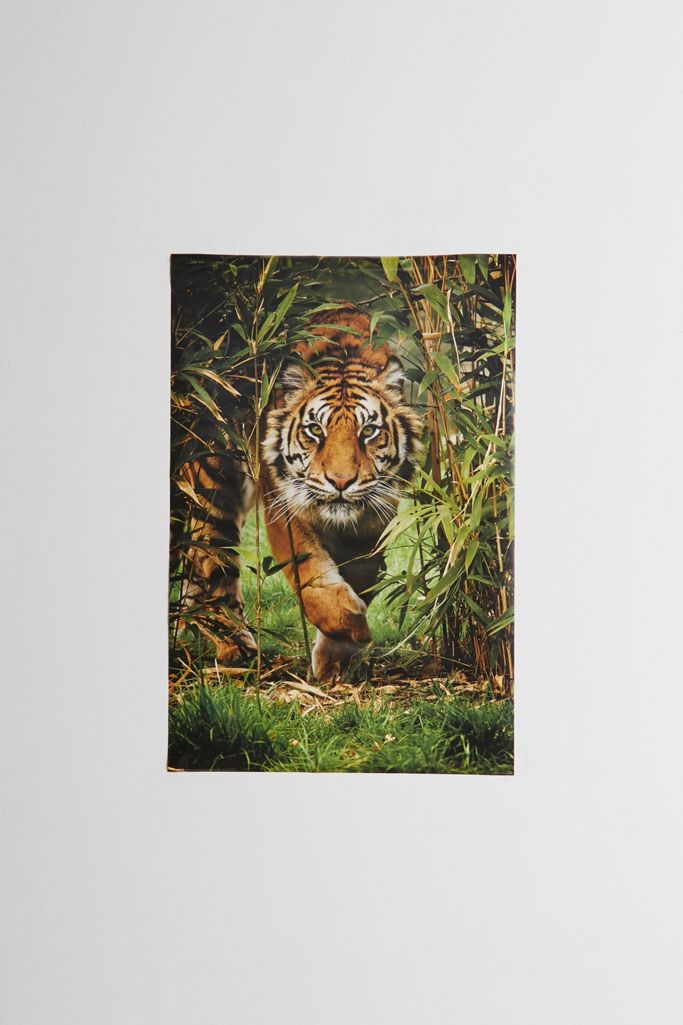 Bamboo Tiger Poster Urban Outfitters