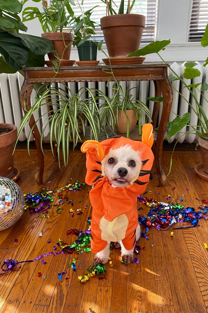 Tigger Dog Halloween Costume Urban Outfitters