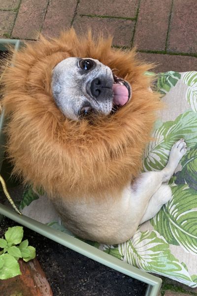 Lion Mane Dog Halloween Costume Urban Outfitters