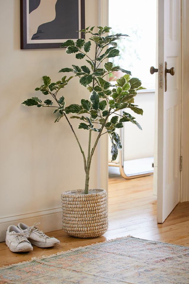 Potted Faux Beech Tree Urban Outfitters Canada