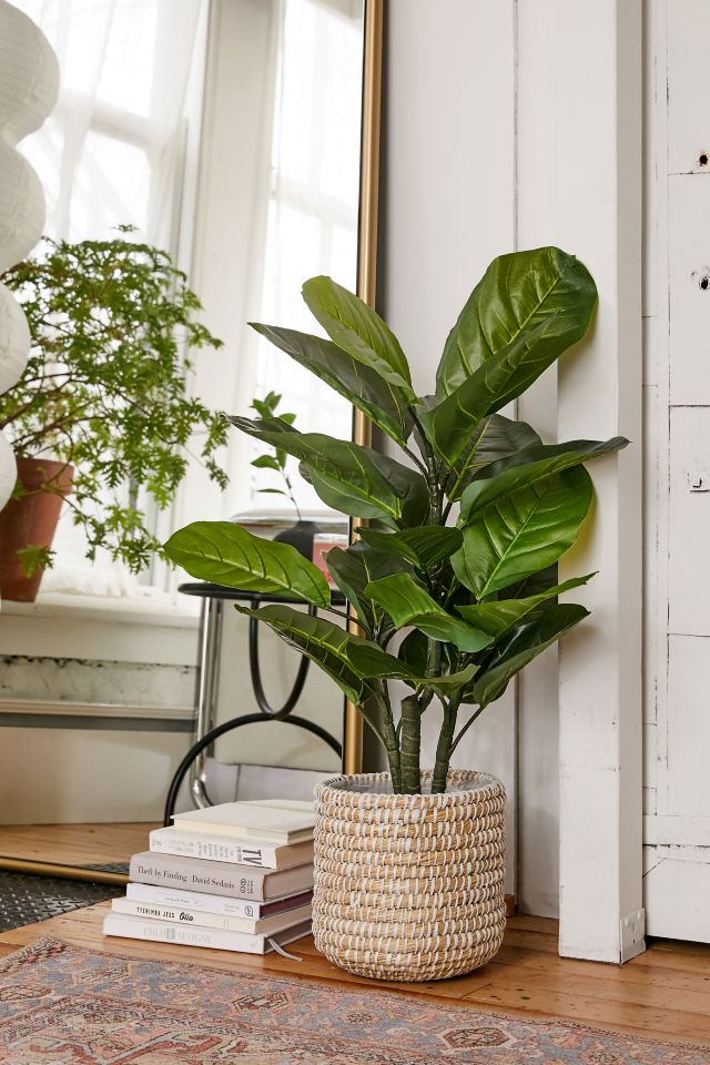 Potted Rubber Tree Faux Plant | Urban Outfitters