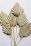 Thumbnail View 1: Roxanne's Dried Flowers Palm Spears