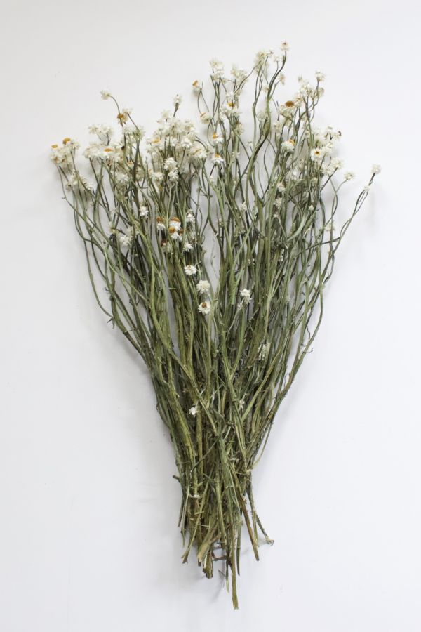 Slide View: 2: Roxanne's Dried Flowers Ammobium