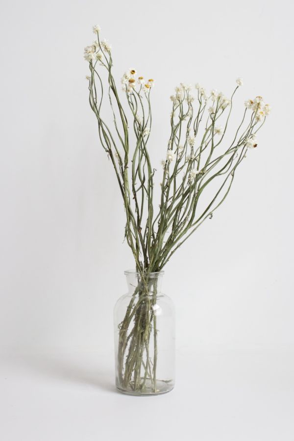 Slide View: 3: Roxanne's Dried Flowers Ammobium