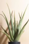 Thumbnail View 2: Home Botanicals Aloe Vera Houseplant in 6" Mid Century Modern Ceramic Planter