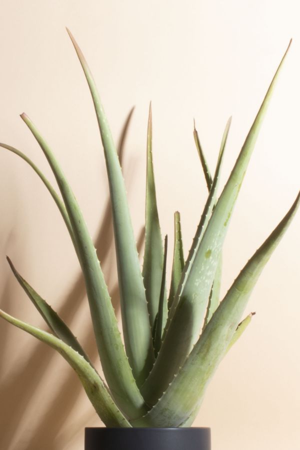 Slide View: 2: Home Botanicals Aloe Vera Houseplant in 6" Mid Century Modern Ceramic Planter