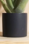 Thumbnail View 3: Home Botanicals Aloe Vera Houseplant in 6" Mid Century Modern Ceramic Planter