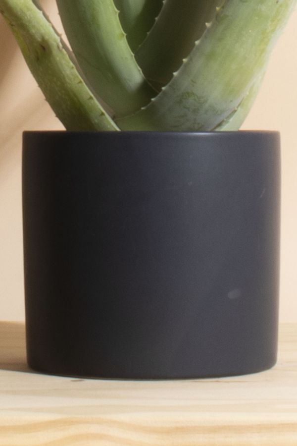 Slide View: 3: Home Botanicals Aloe Vera Houseplant in 6" Mid Century Modern Ceramic Planter