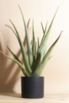 Thumbnail View 1: Home Botanicals Aloe Vera Houseplant in 6" Mid Century Modern Ceramic Planter