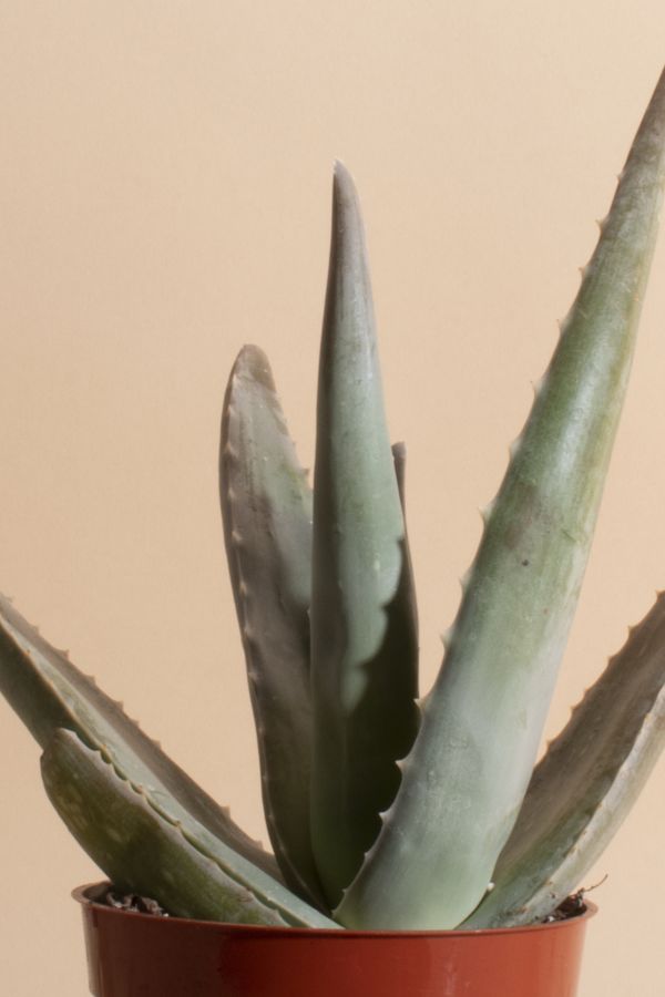 Slide View: 2: Home Botanicals Aloe Vera House Plant in Grow Pot