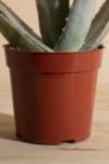 Thumbnail View 3: Home Botanicals Aloe Vera House Plant in Grow Pot