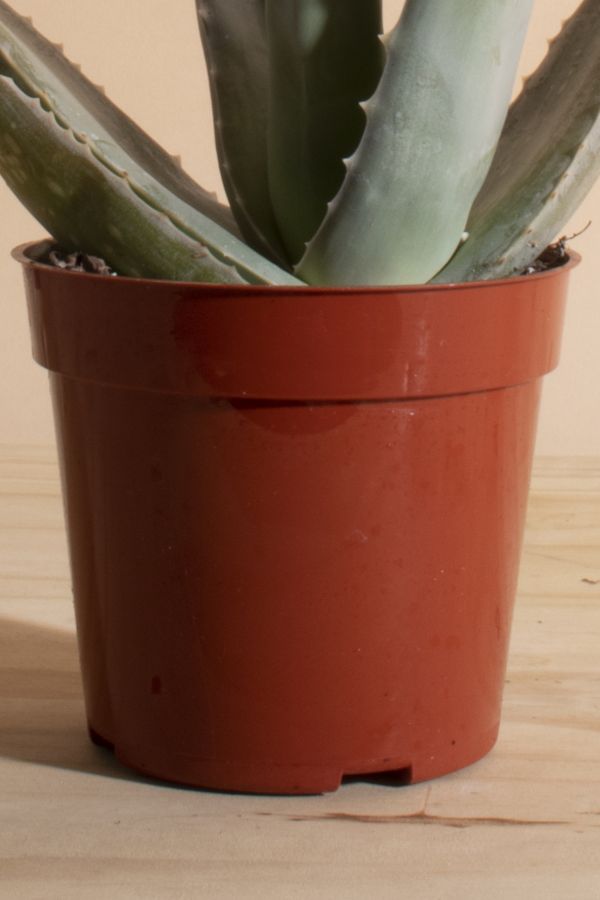 Slide View: 3: Home Botanicals Aloe Vera House Plant in Grow Pot