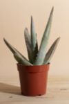 Thumbnail View 1: Home Botanicals Aloe Vera House Plant in Grow Pot