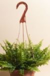 Thumbnail View 2: Home Botanicals Hanging Boston Fern Air Purifying House Plant in 6" Grow Pot with Hanger Included