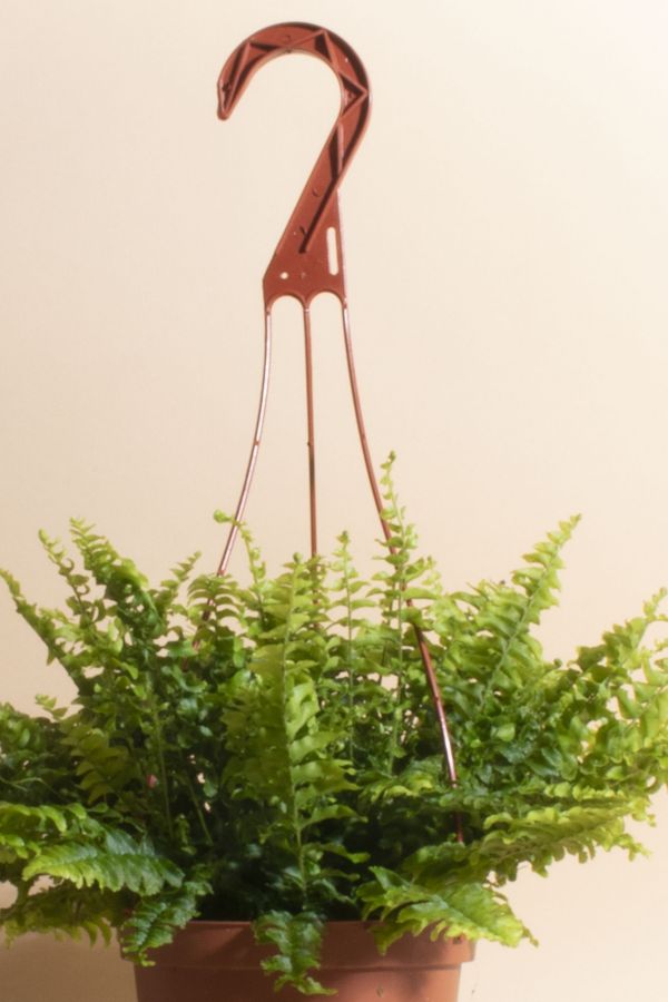 Slide View: 2: Home Botanicals Hanging Boston Fern Air Purifying House Plant in 6" Grow Pot with Hanger Included