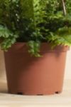 Thumbnail View 3: Home Botanicals Hanging Boston Fern Air Purifying House Plant in 6" Grow Pot with Hanger Included