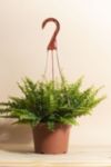 Thumbnail View 1: Home Botanicals Hanging Boston Fern Air Purifying House Plant in 6" Grow Pot with Hanger Included