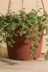 Thumbnail View 3: Home Botanicals Rare Hanging String of Dolphins Succulent in 6" Grow Pot with Hanger Included