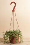 Thumbnail View 1: Home Botanicals Rare Hanging String of Dolphins Succulent in 6" Grow Pot with Hanger Included