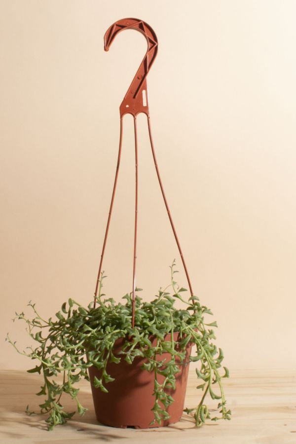 Slide View: 1: Home Botanicals Rare Hanging String of Dolphins Succulent in 6" Grow Pot with Hanger Included