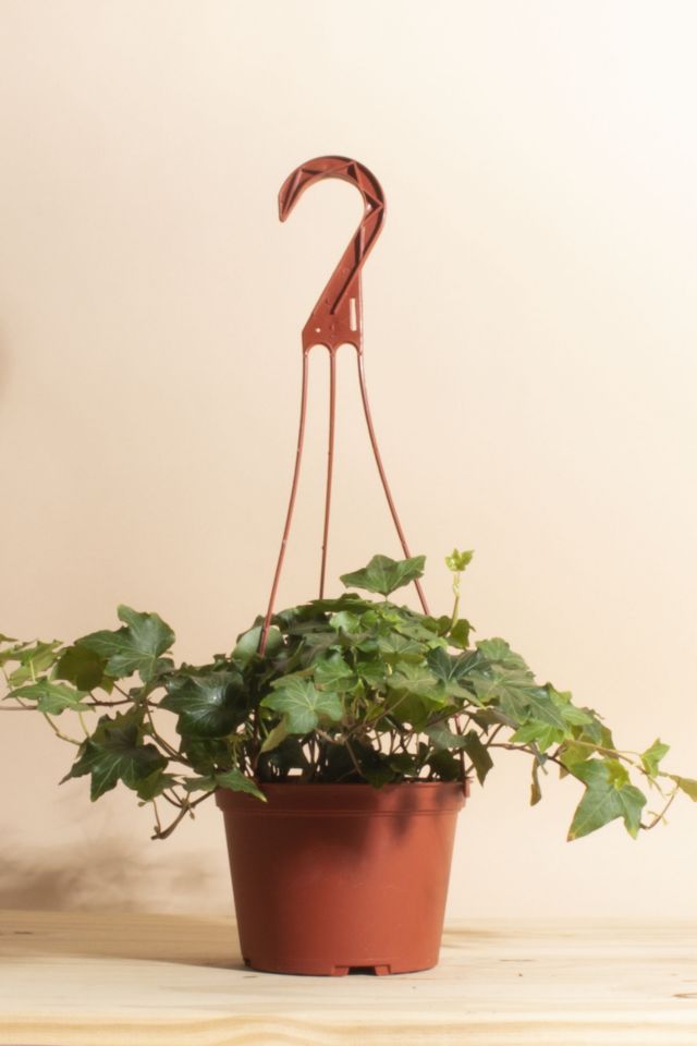 Home Botanicals Hanging English Ivy Air Purifying House Plant in 6