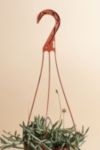 Thumbnail View 2: Home Botanicals Hanging String of Fishhook Succulent in 6" Grow Pot with Hanger Included