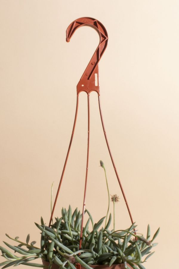 Slide View: 2: Home Botanicals Hanging String of Fishhook Succulent in 6" Grow Pot with Hanger Included