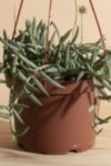 Thumbnail View 3: Home Botanicals Hanging String of Fishhook Succulent in 6" Grow Pot with Hanger Included