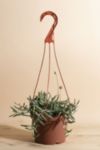 Thumbnail View 1: Home Botanicals Hanging String of Fishhook Succulent in 6" Grow Pot with Hanger Included