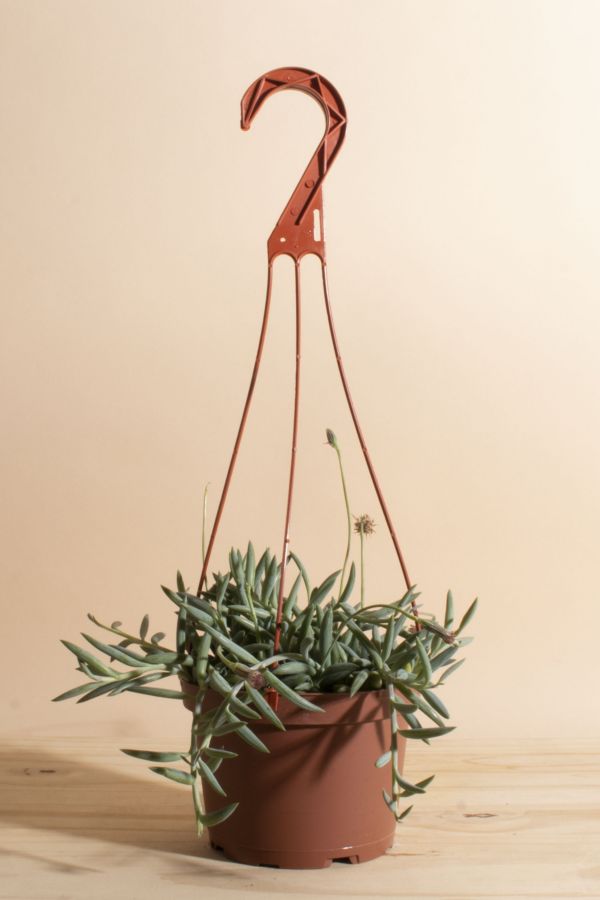 Slide View: 1: Home Botanicals Hanging String of Fishhook Succulent in 6" Grow Pot with Hanger Included