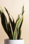 Thumbnail View 2: Home Botanicals Snake Plant Houseplant in 6" Mid Century Modern Ceramic Planter