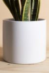 Thumbnail View 3: Home Botanicals Snake Plant Houseplant in 6" Mid Century Modern Ceramic Planter