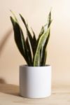 Thumbnail View 1: Home Botanicals Snake Plant Houseplant in 6" Mid Century Modern Ceramic Planter