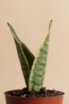 Thumbnail View 2: Home Botanicals Sansevieria Laurentii "Snake Plant' Air Purifying House Plant in Grow Pot